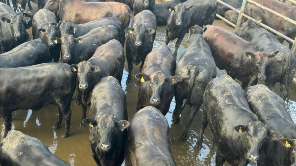 Angus “cabeceira”! Novilhada de 21@ garante um dos maiores bônus do mercado em MT