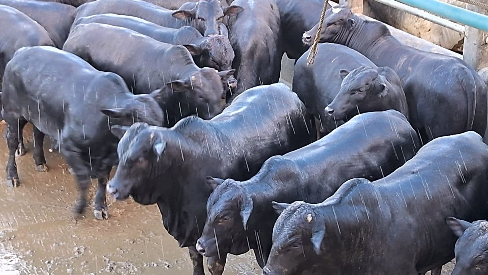 “Vaca-boi”, garrotada Angus e Nelore castrado! Bahia celebra gadão top