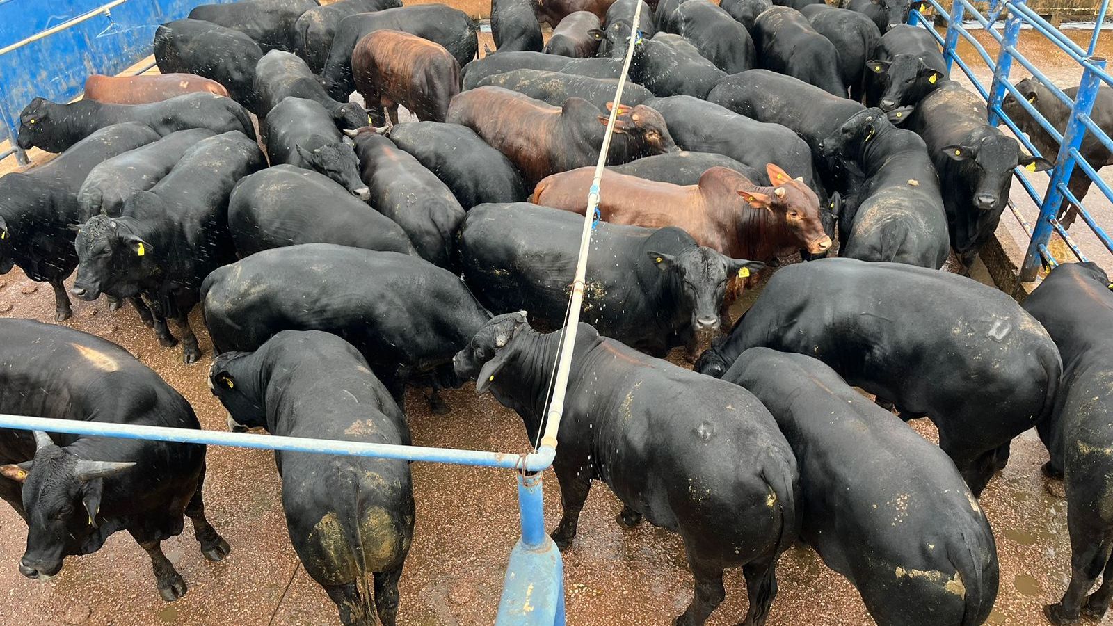 Garrotada Angus “zero dentes” com quase 25@ é destaque em frigorífico de MT