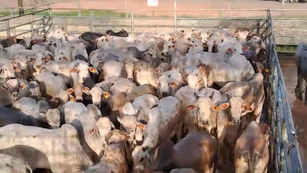 Superlote de bovinos: mais de 230 cabeças! Pecuarista esbanja qualidade no Pará