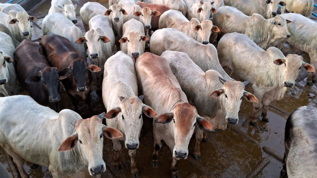 Confira boiada castrada recriada e terminada a pasto em MS