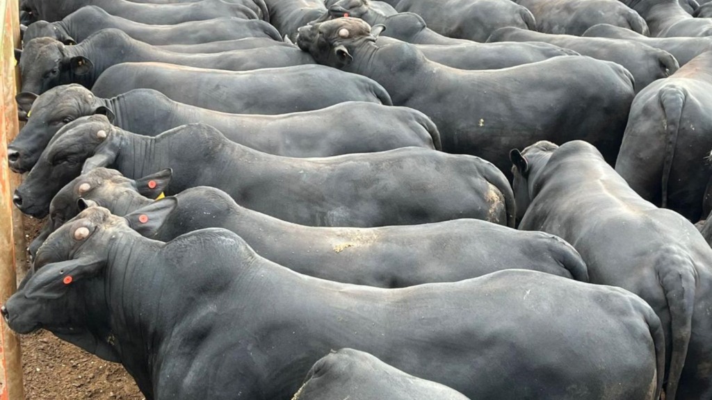 GMD de 2,2 quilos e apenas 60 dias de cocho! Novilhos têm engorda impressionante em MS