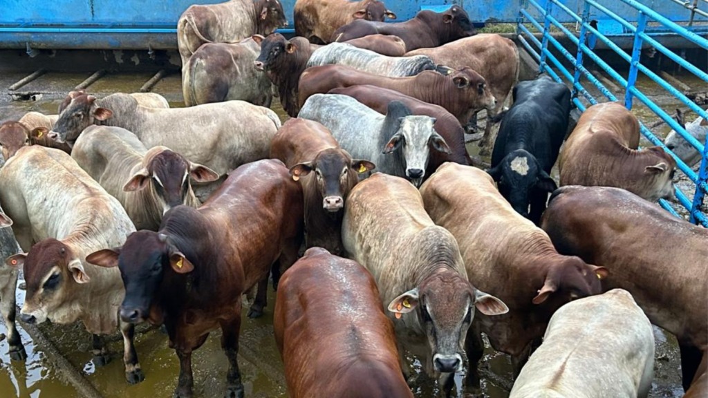 Senepol: gadão precoce, pesado e terminado a pasto garante prêmio extra em MS