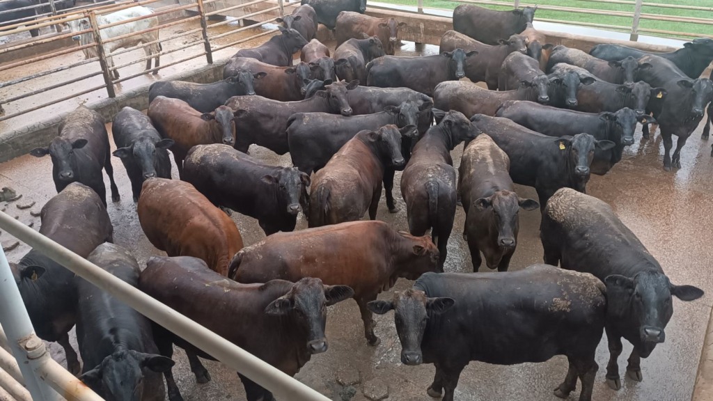 Angus: novilhada “cabeceira” é exemplo de carne premium em Rondônia