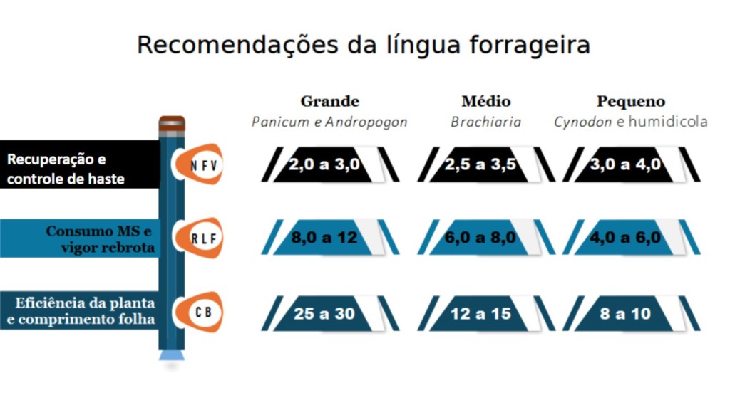Lingua forrageira 10.04.2024 6