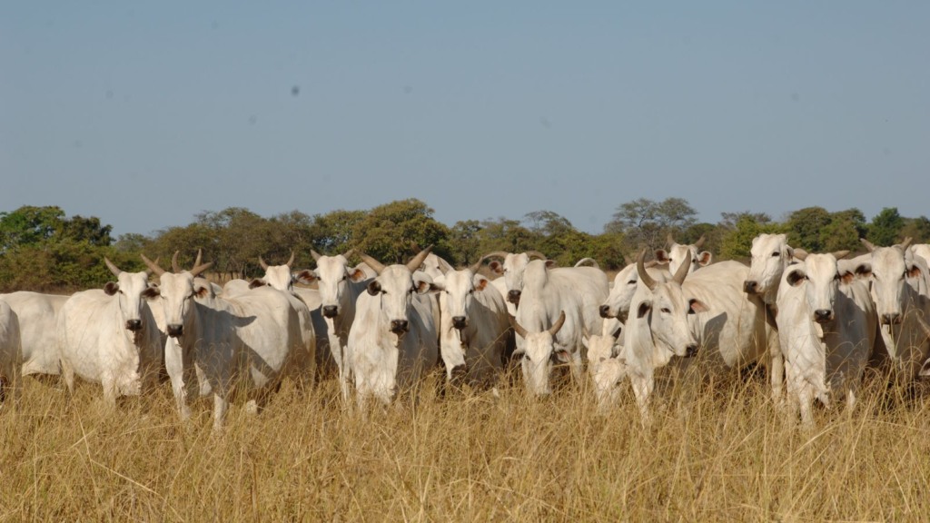 Controle de parasitos: o que fazer quando altas temperaturas desafiam pecuaristas com o aumento das infestações?