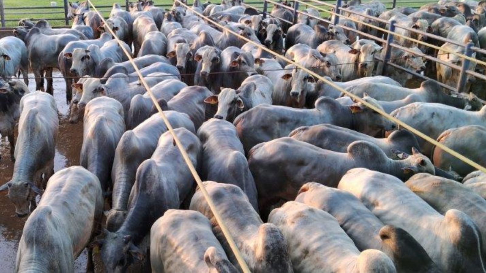 Boiada jovem e suplementada a pasto é destaque com quase 24@ em Mato Grosso