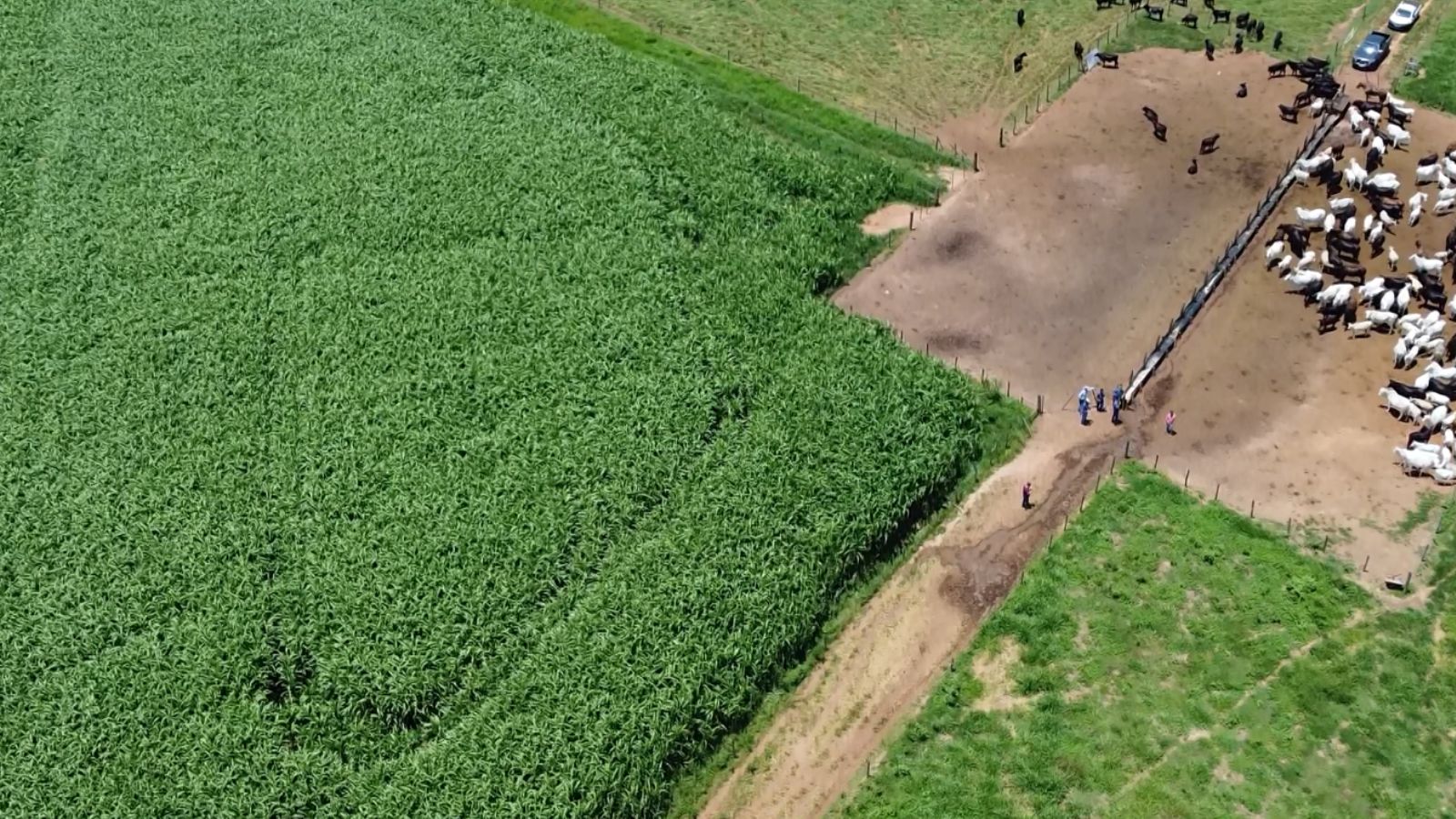 Sorgo gigante boliviano é o “seguro baixo custo” para alimentar os superprecoces na seca