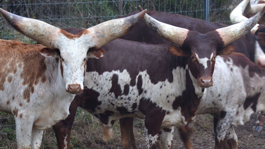 Watusi: boi africano com o chifre de maior circunferência do mundo