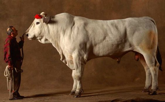 Como é grande! Chianina é a maior raça bovina do planeta