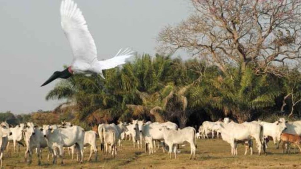 pecuaria bovinos Pantanal 23.04.2024