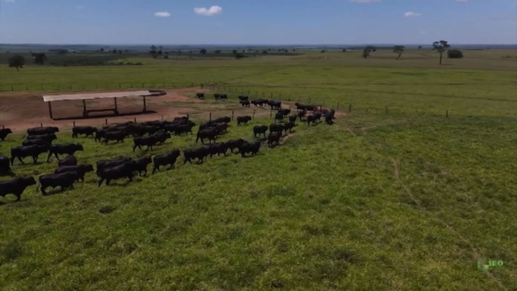 Checklist completo: veja como preparar o gado antes de iniciar a suplementação a pasto