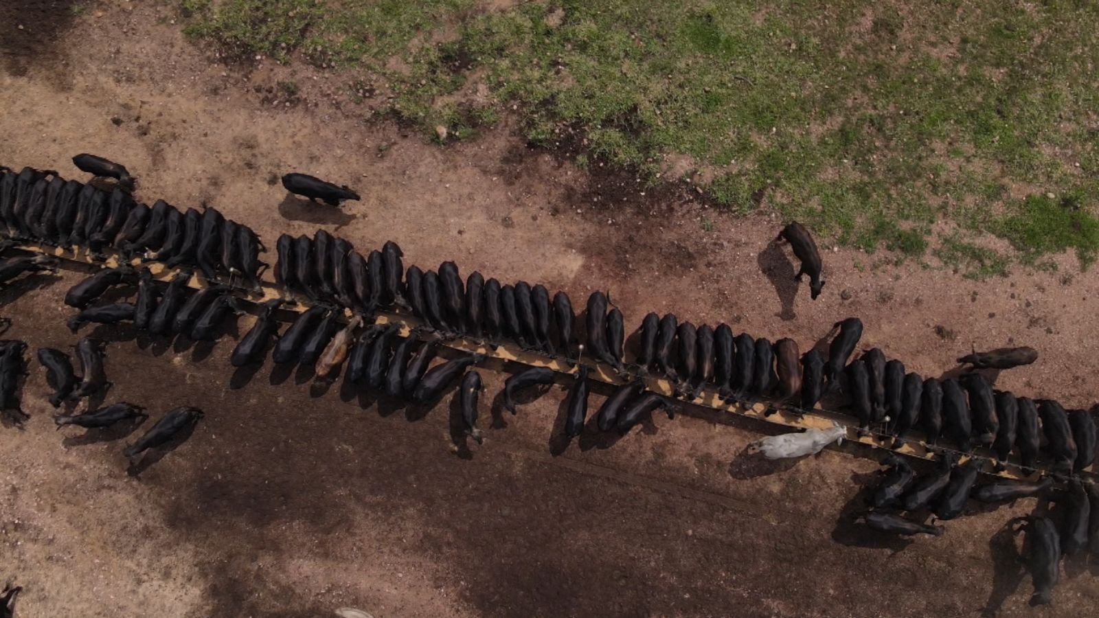 RIP e TIP: após 20 anos, saiba como técnicas dão bois mais pesados e maior renda ao pecuarista