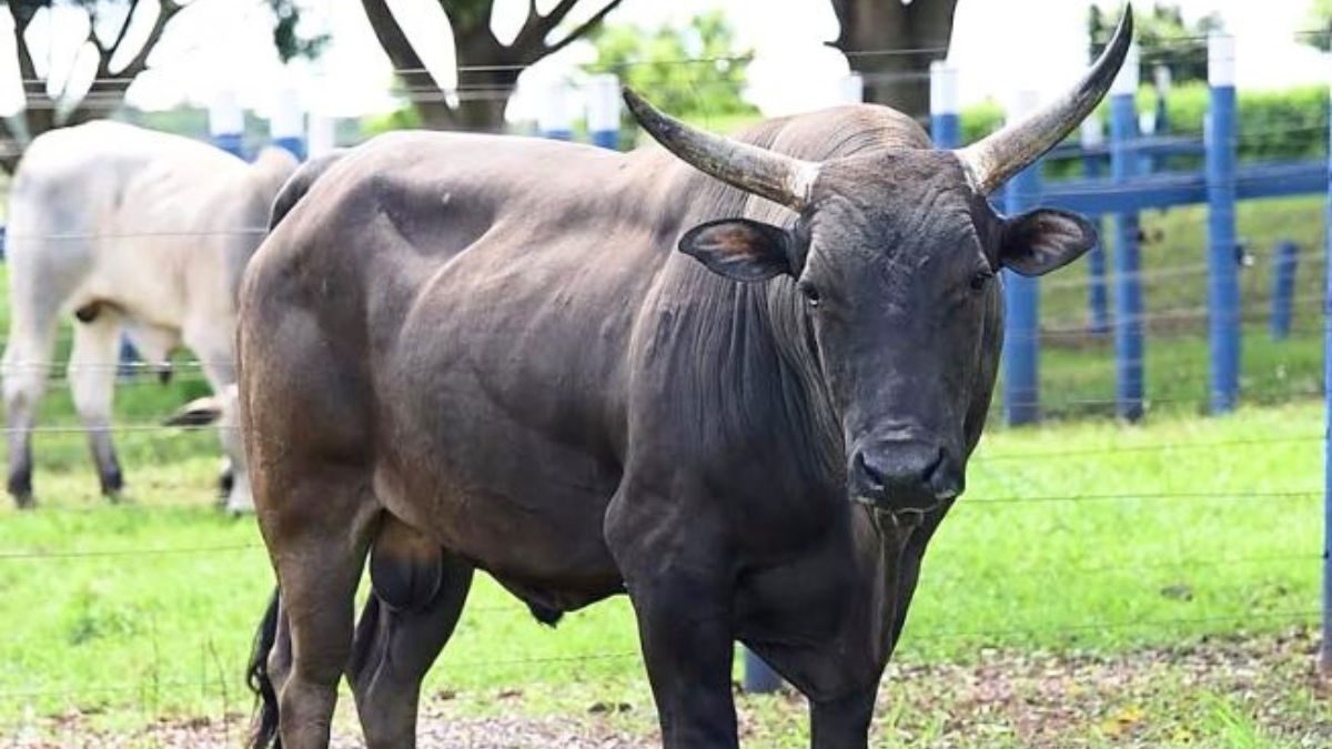 Curraleiro e Nguni, os bovinos mais rústicos da história! 