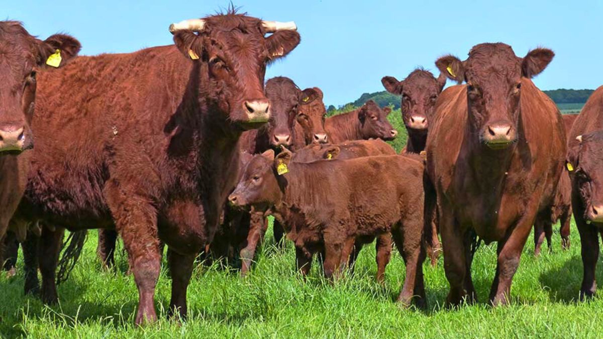 Salers: a melhor ‘Mãe’ das raças bovinas