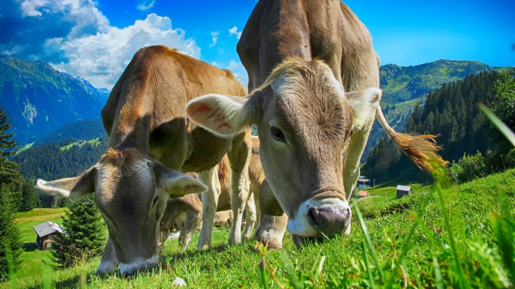 Vaca saindo de 10 para 20 quilos de leite por dia? Estas dicas podem garantir isso