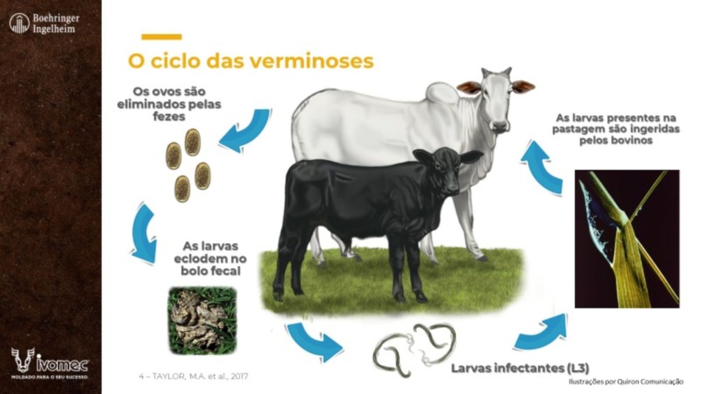 Control de parásitos en el ganado: aprenda a diseñar un programa eficaz en la granja