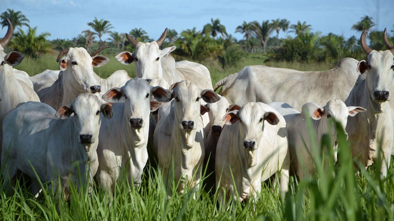 Produção de pasto: workshop gratuito ensina a fazenda a se manter produtiva. Participe