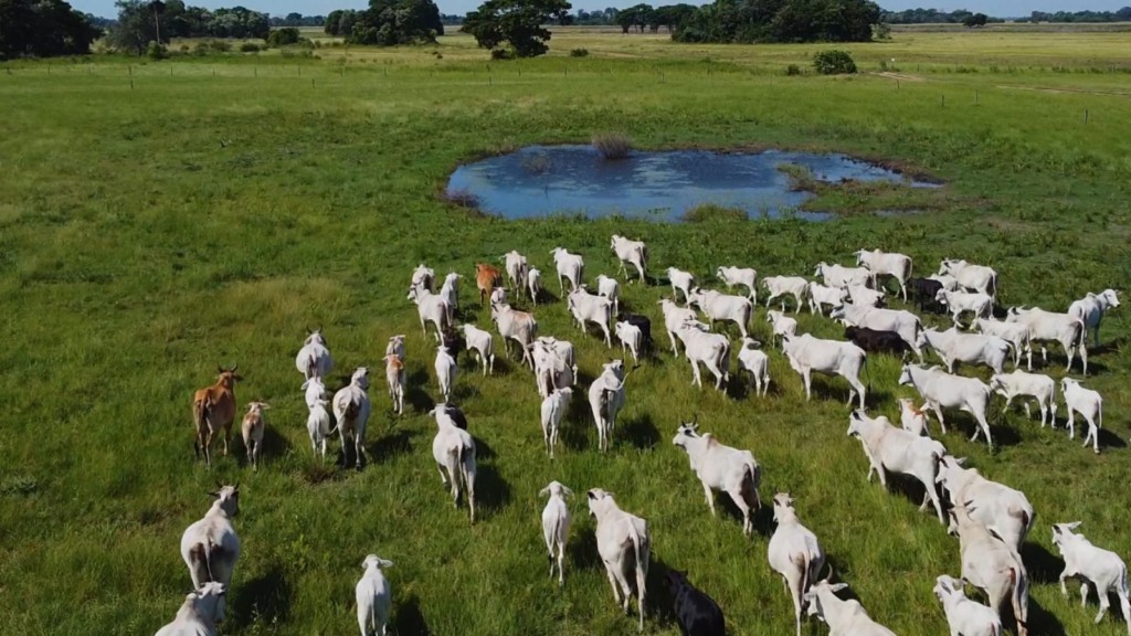 Do Pantanal ao Cerrado: como a Embrapa está turbinando a genética dos bezerros