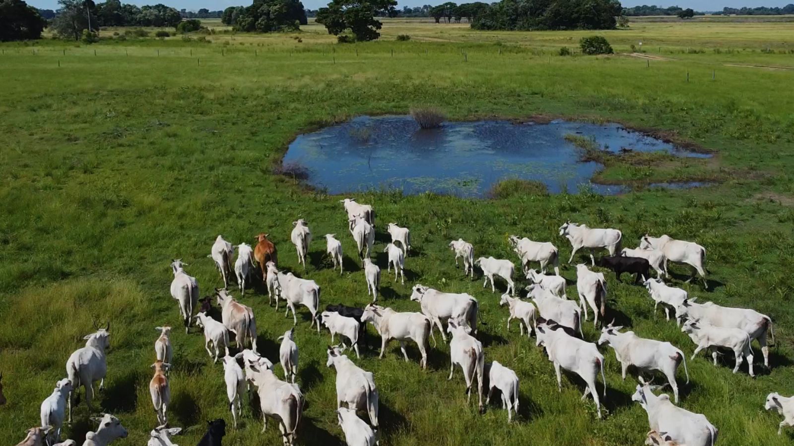 Cresce produção de carne orgânica e sustentável no Pantanal