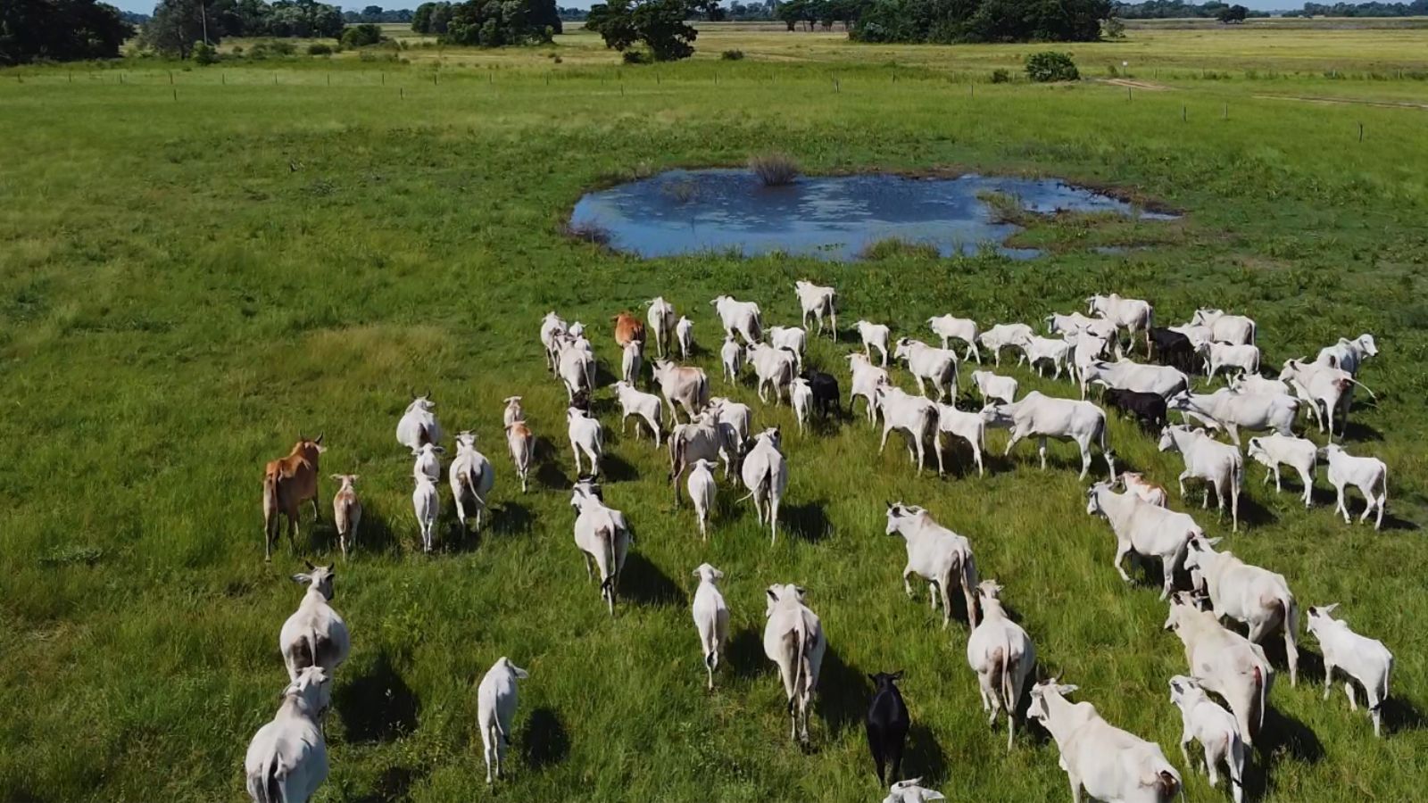 IATF no Pantanal: entenda como a tecnologia está revolucionando a pecuária na região