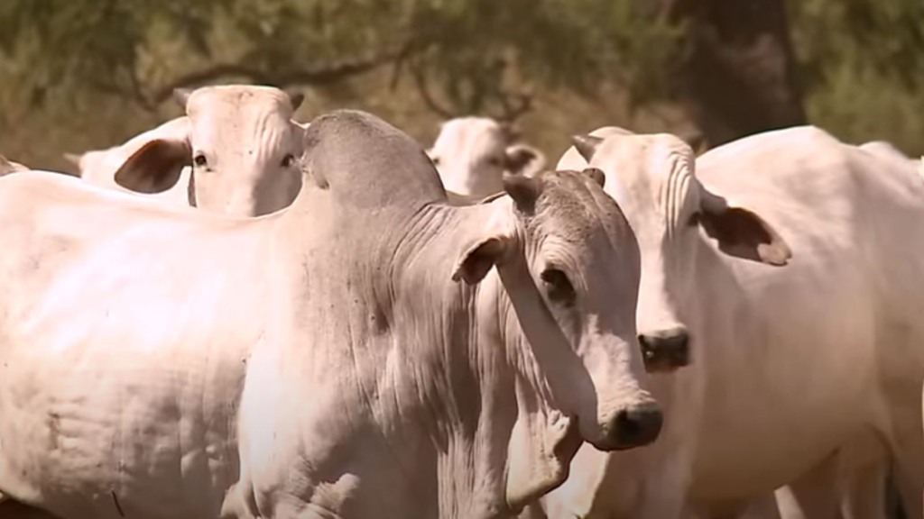 Fazenda Jandaia: os desafios e superações no gerenciamento das pastagens