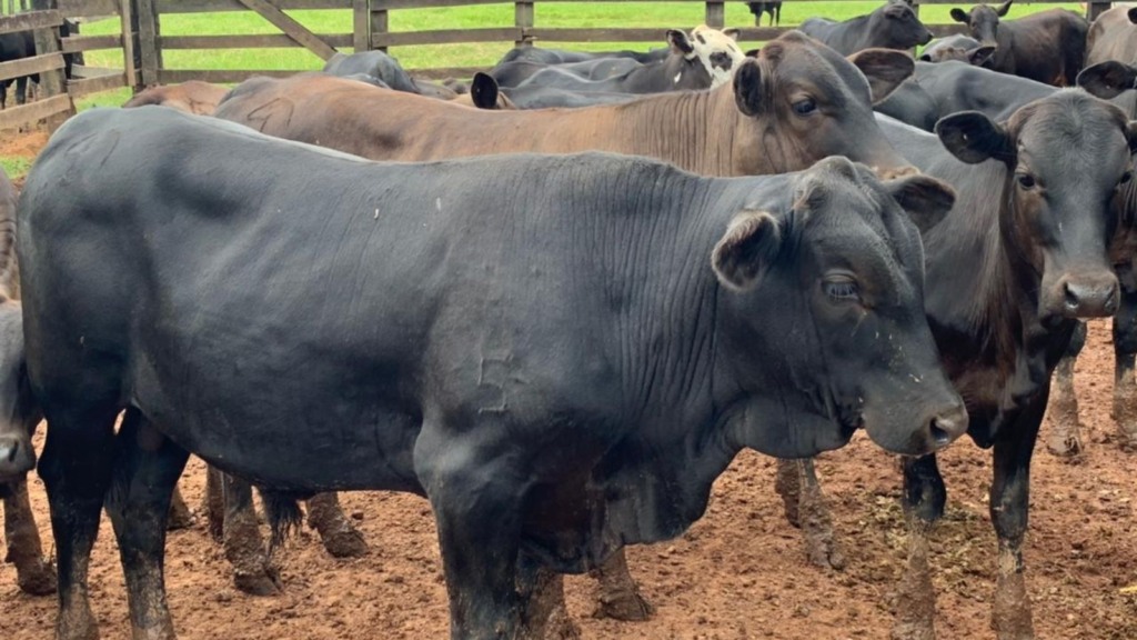 Diagnóstico expresso fez fazenda perceber que precisa aumentar peso médio à desmama. Foto: Acervo Pessoal