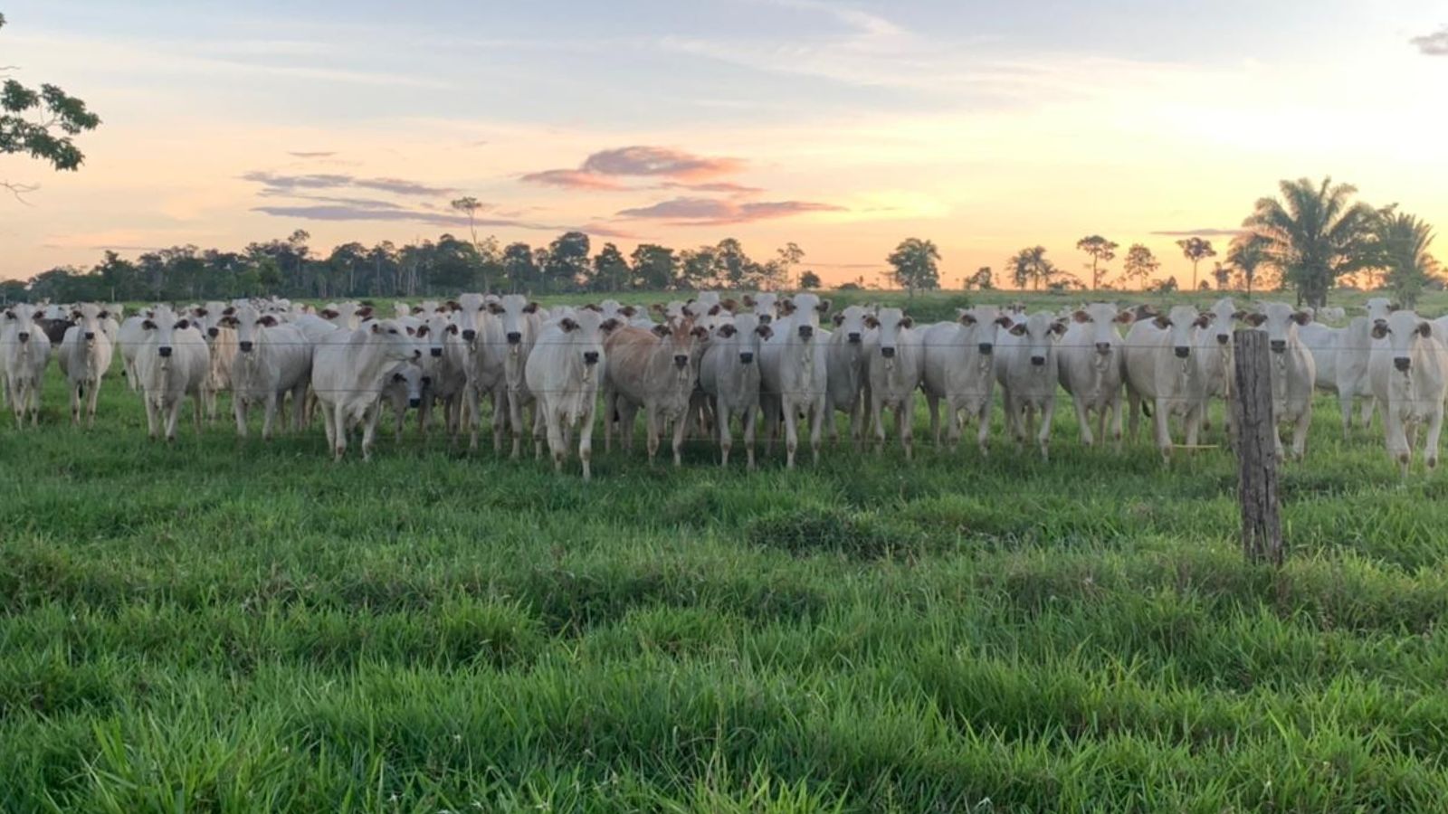 Produtor ‘esfria a cabeça’ no Acre e compra fazenda que virou exemplo de pecuária no País