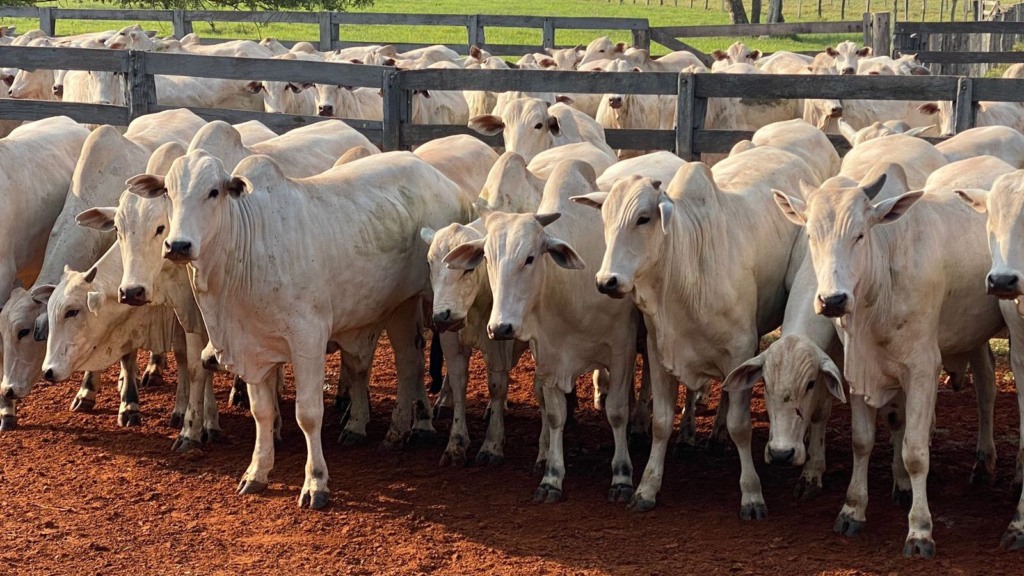 Boiada castrada e precoce dá show de acabamento só a base de capim no Pantanal