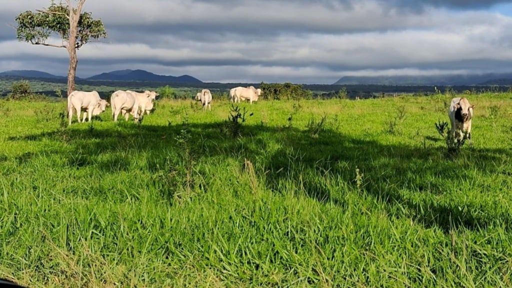 Boi gordo do Pantanal: gadão é destaque com mais de 24@ em MS