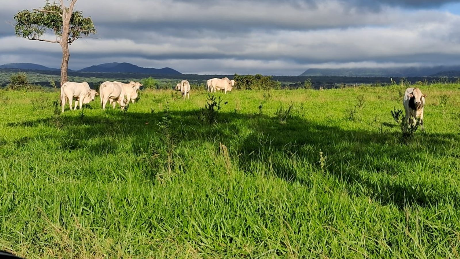 Boi gordo do Pantanal: gadão é destaque com mais de 24@ em MS