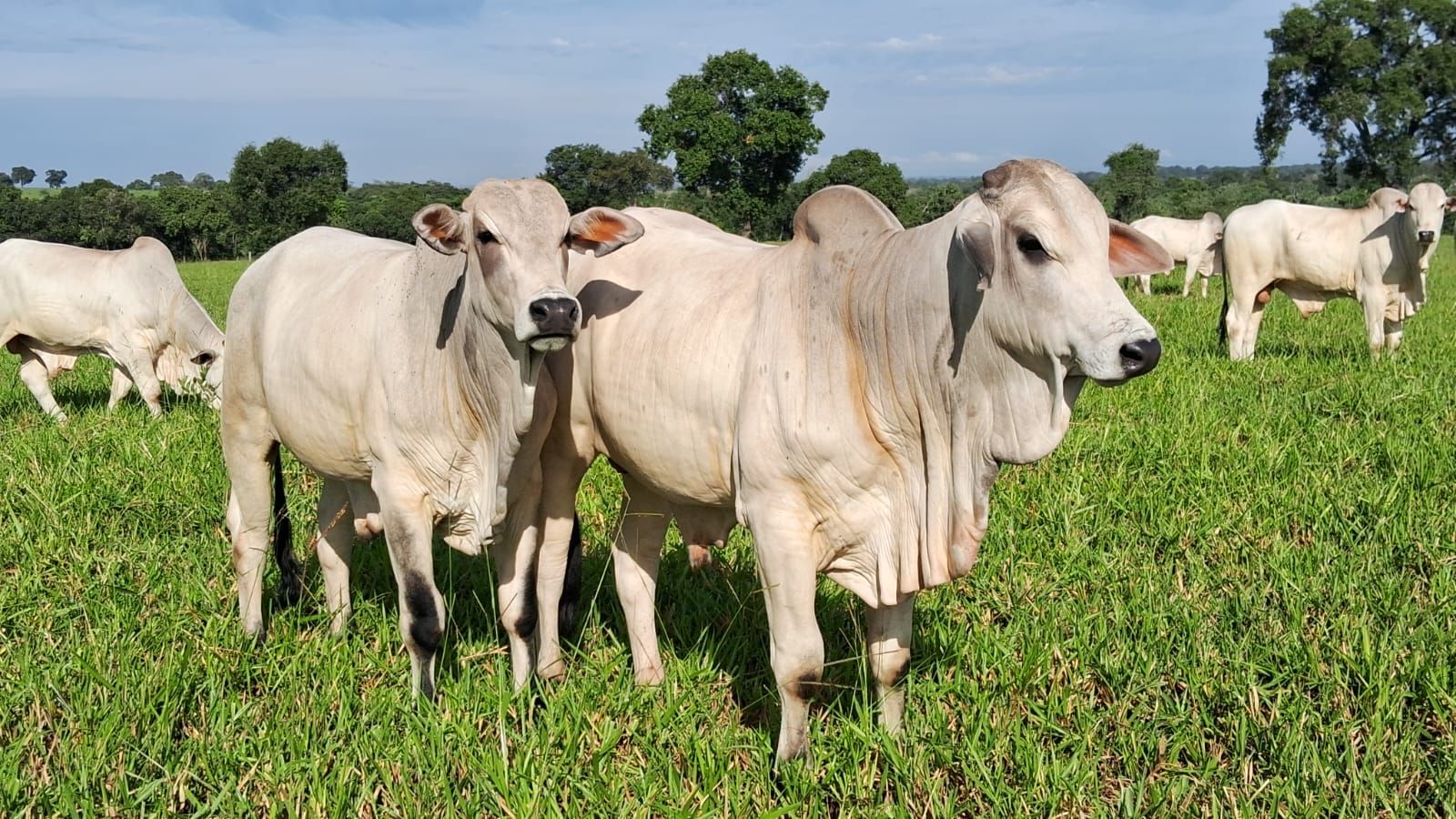 Conheça sistema de engorda de “gado de primeira” com até dois anos no Pantanal