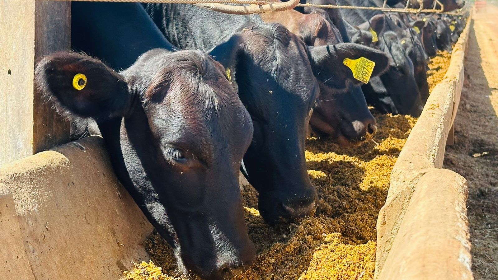 Pecuarista top de MT termina novilhada no capricho e garante um dos maiores bônus do mercado