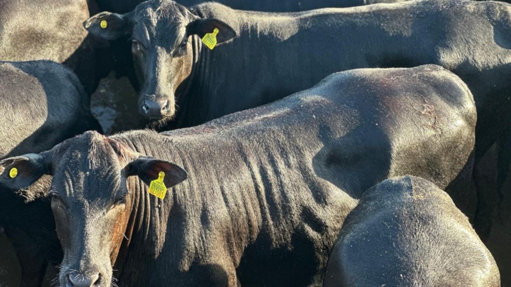 Novilhada de carne premium chama atenção por uniformidade do lote em MT