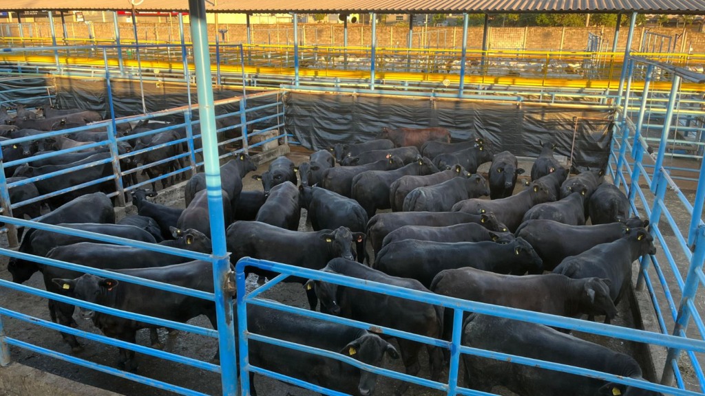 Novilhada cruzada é exemplo de matéria prima top para a churrascada do Dia das Mães