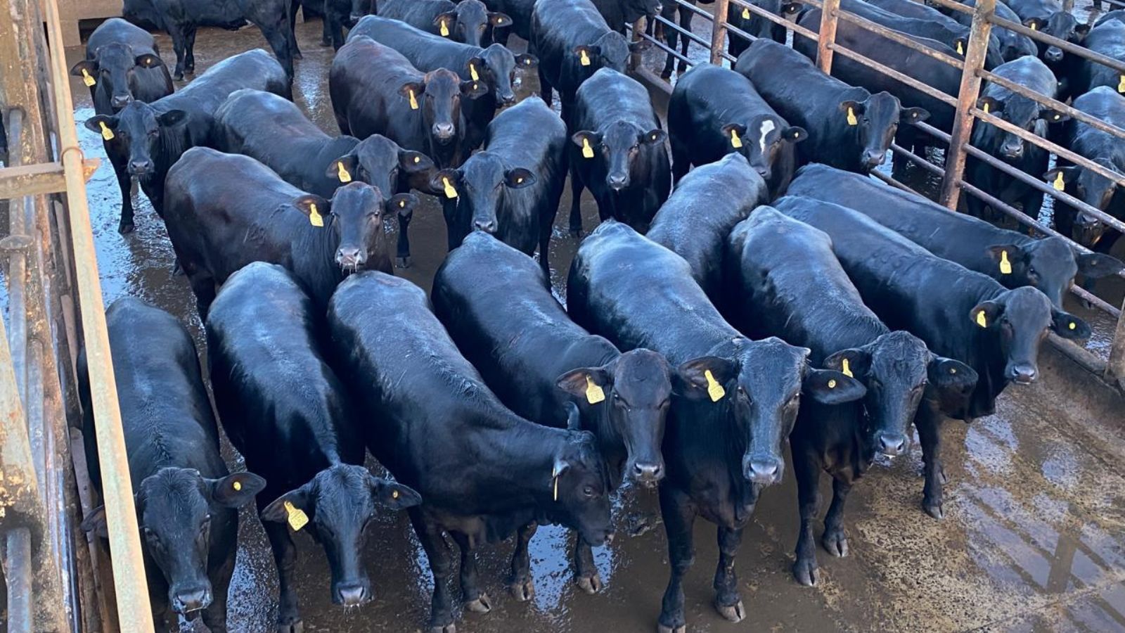 Mineiro caprichoso engorda 400 novilhas num padrão só e garante maior bônus do mercado