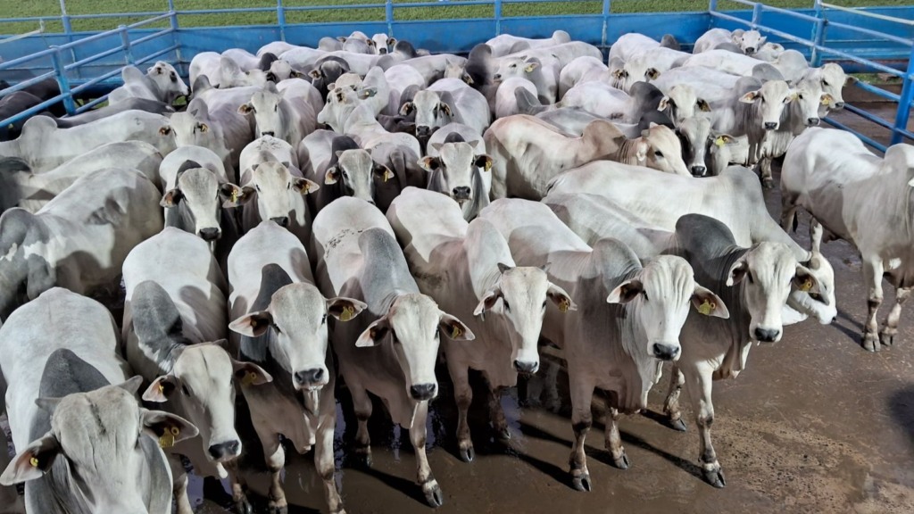 Garrotões jovens e pesados impressionam com mais de 20@ no interior de SP