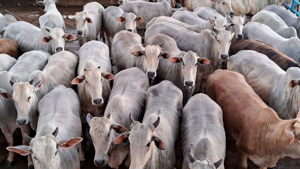 Novilhas jovens recriadas no pasto e terminadas no cocho garantem bônus em MS