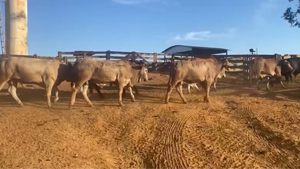 Boiada goiana de 20 meses e quase 22@ é exemplo de carne que o consumidor quer