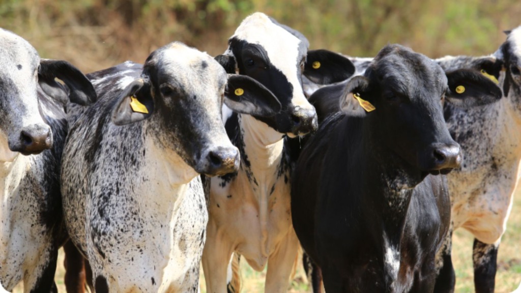 Touro meio-sangue Girolando é boa opção de cruzamento em vacas zebuínas?