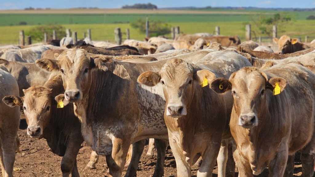 Inacreditável: pecuarista de Goiás desmama bezerros superprecoces com 334 quilos