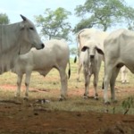 Nelore Lemgruber: a estratégia da linhagem para adaptar o gado à seca e aos alagamentos no Pantanal