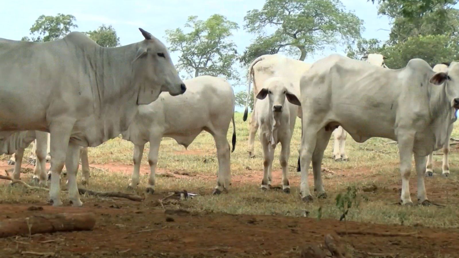 Nelore Lemgruber: a estratégia da linhagem para adaptar o gado à seca e aos alagamentos no Pantanal