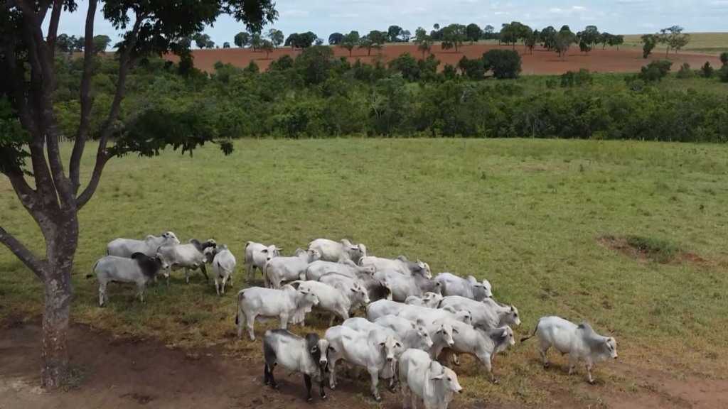 Nelore Lemgruber: saiba como linhagem está adaptando o gado à seca e alagamentos