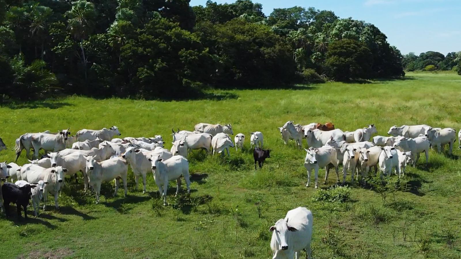 IATF no Pantanal: saiba por que a tecnologia está atraindo os olhares do criador