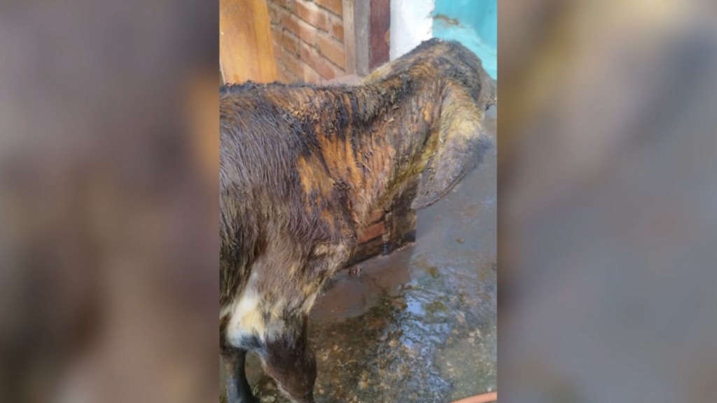 Requeima em bezerras: veterinário explica as causas e como tratar