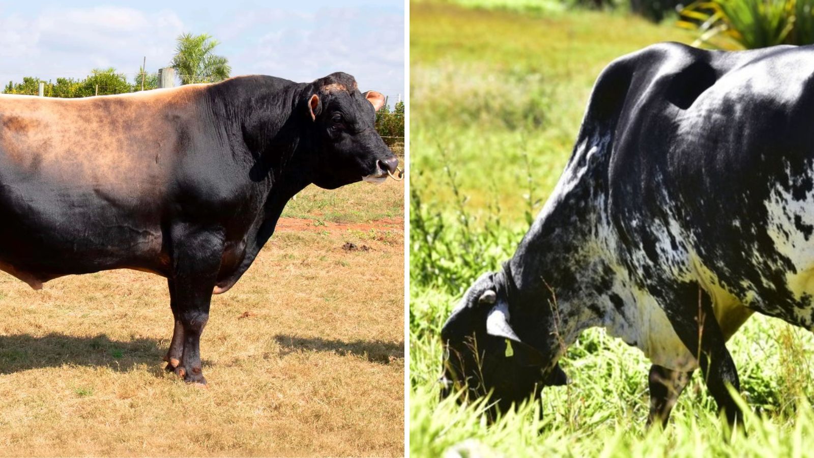 Jersey com Girolando: cruzamento dá vacas que produzem mais de 18 litros de leite?