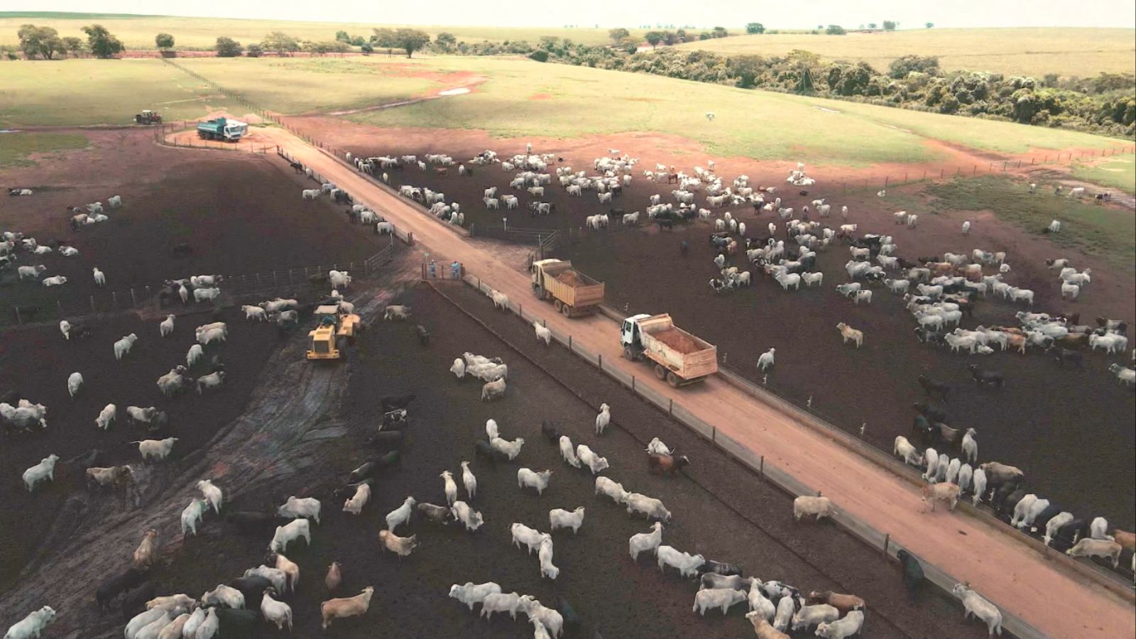 Confinamento: queda nos custos de alimentação impulsiona oportunidades para pecuaristas