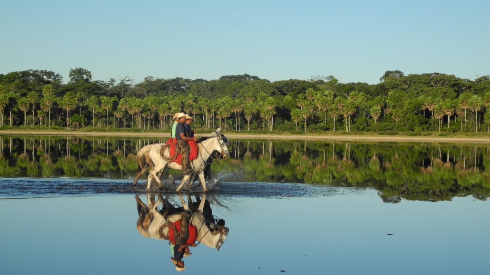 Pantanal: saiba como dinâmica das águas molda a produção pecuária na região