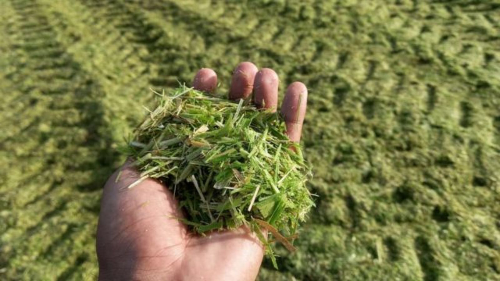 Ureia na silagem e capim mavuno: confira as dicas para não errar na comida do gado